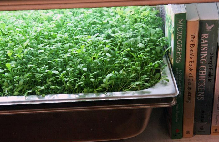 風水インテリア ミニ菜園とブックエンド コンテンポラリー風水 風水とミニ菜園