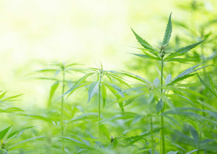 大麻ヘンプシーツと健康 健康風水