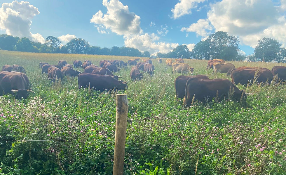 Our cattle enjoying grazing on the herbal leys - hard to believe this is the same field as the above photos!
