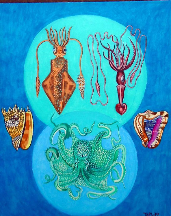 octopus__squid_and_shells.jpg