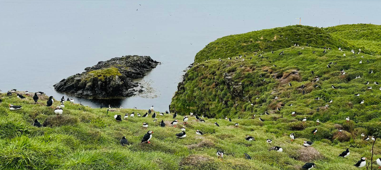 Borgarfjörður Eystri