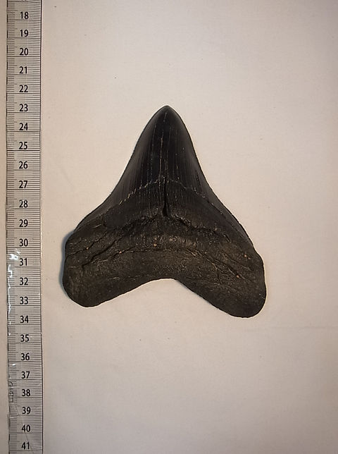 メガロドンの歯化石 メガロドンの歯 化石 (博物館モノ語り07「メガロドンの歯化石」)