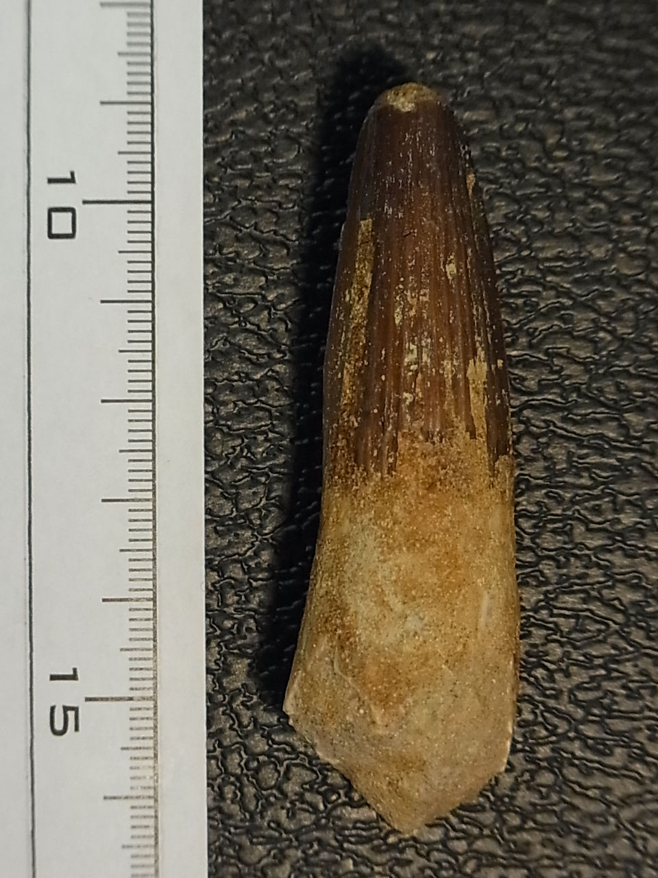 サムネイル： スピノサウルス実物歯化石