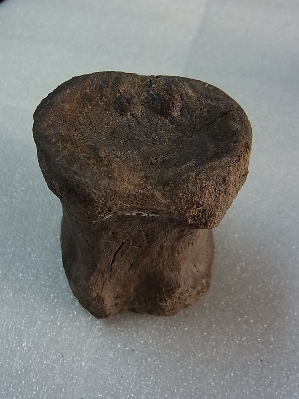 サムネイル： クリトサウルス椎骨実物化石