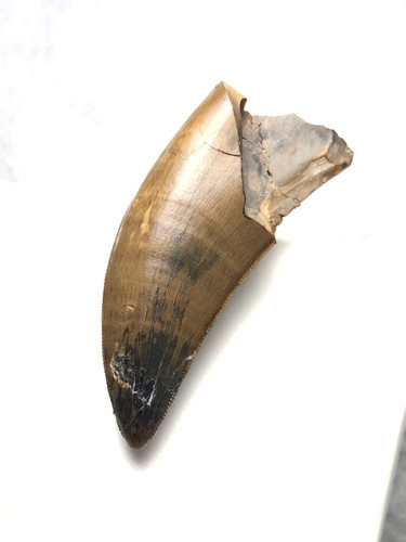 ナノティラヌス 実物歯化石 ナノティラヌス実物歯化石 a-1 | paleo-science
