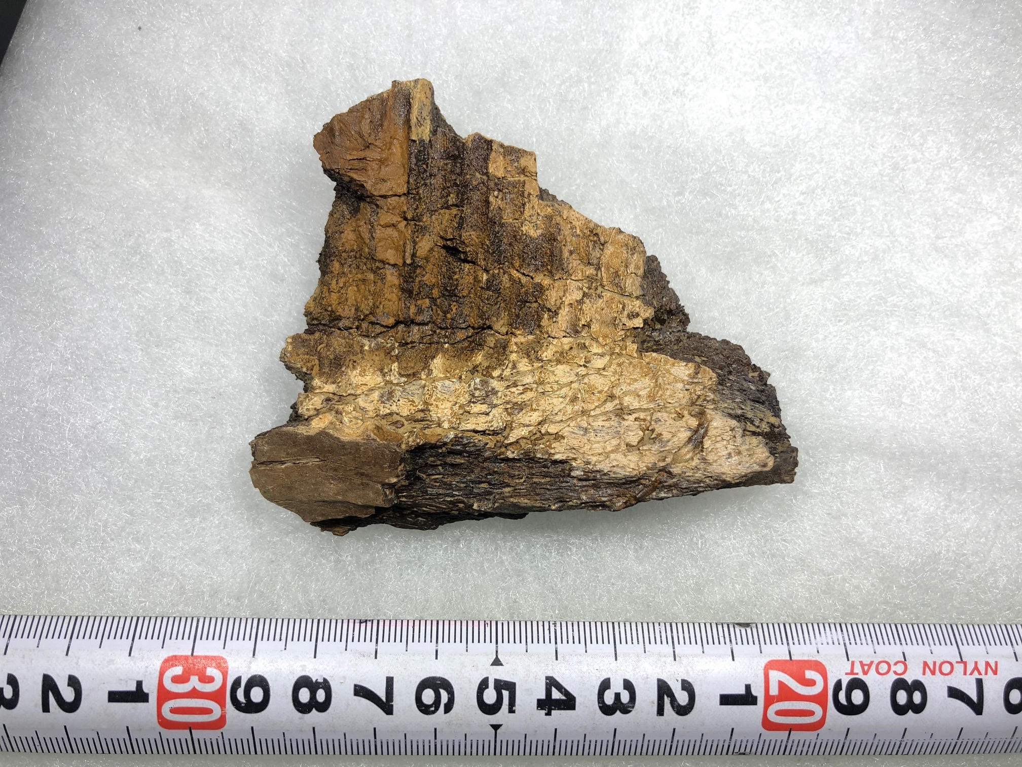 エドモントサウルス下顎骨片実物化石