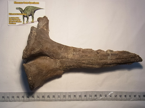 クリトサウルス血導弓実物化石 | paleo-science