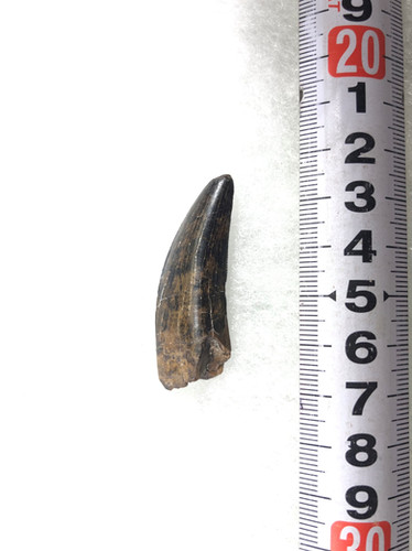 ゴルゴサウルス実物歯化石 | paleo-science
