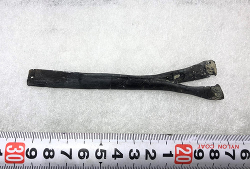 ヒパクロサウルス 血導弓実物化石 | paleo-science
