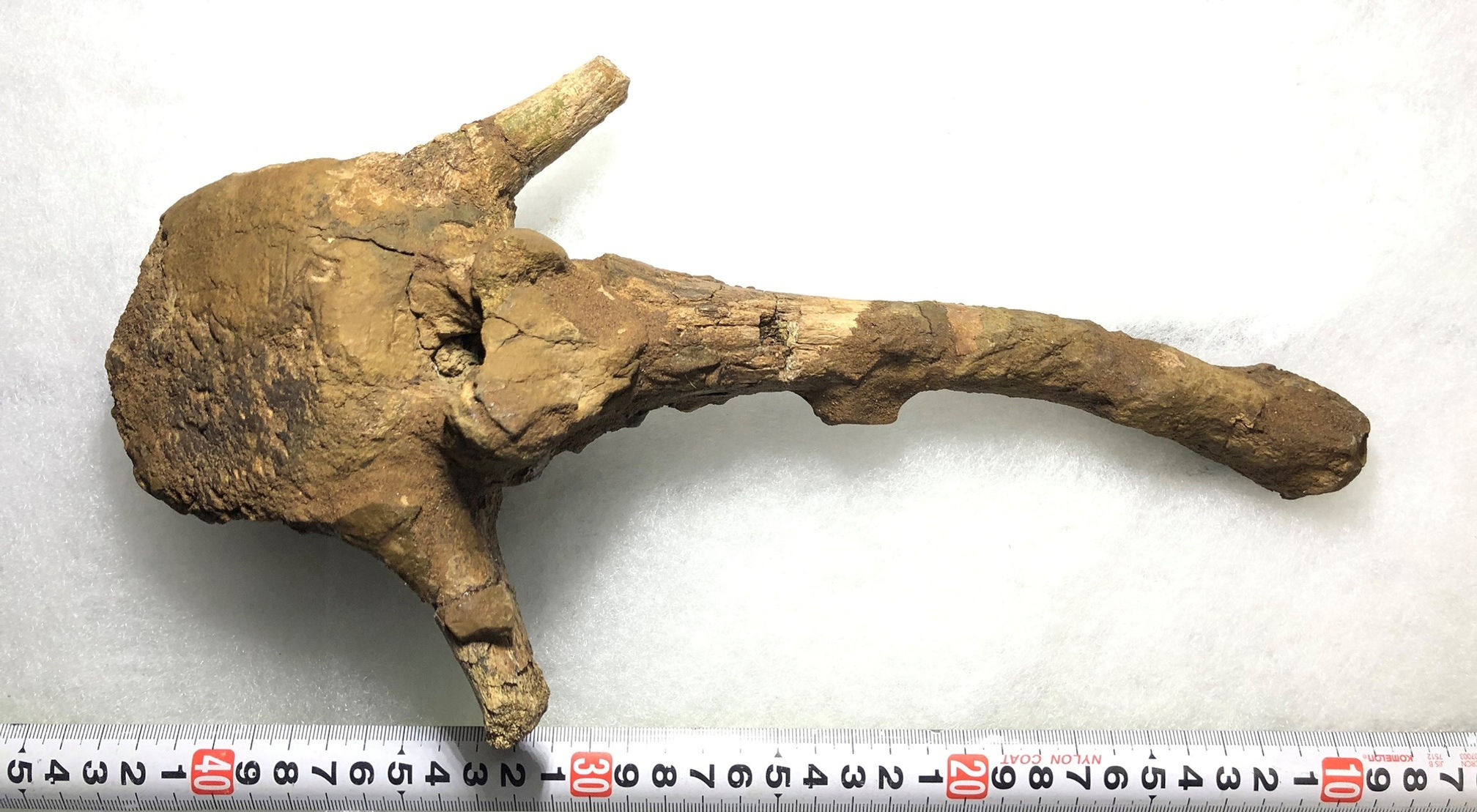 エドモントサウルス椎骨実物化石