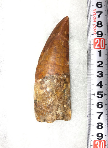カルカロドントサウルス実物歯化石a-4 | paleo-science