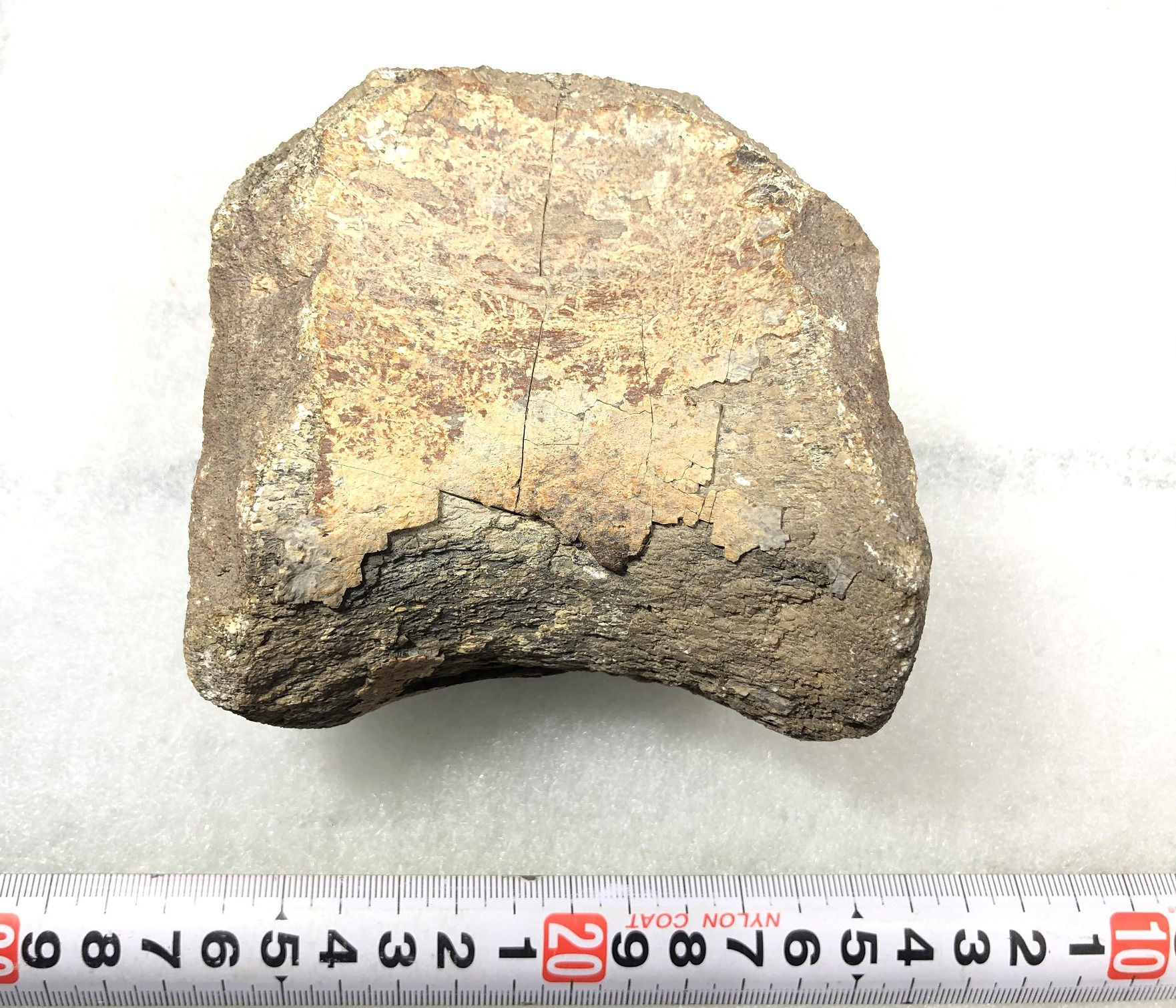 アロサウルス尾椎実物化石　a-1