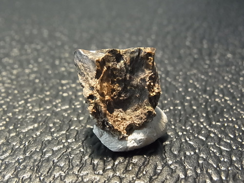 トリケラトプス　フリル　実物化石 トリケラトプス フリル・セクション｜INTERNATIONAL MINERAL & FOSSIL