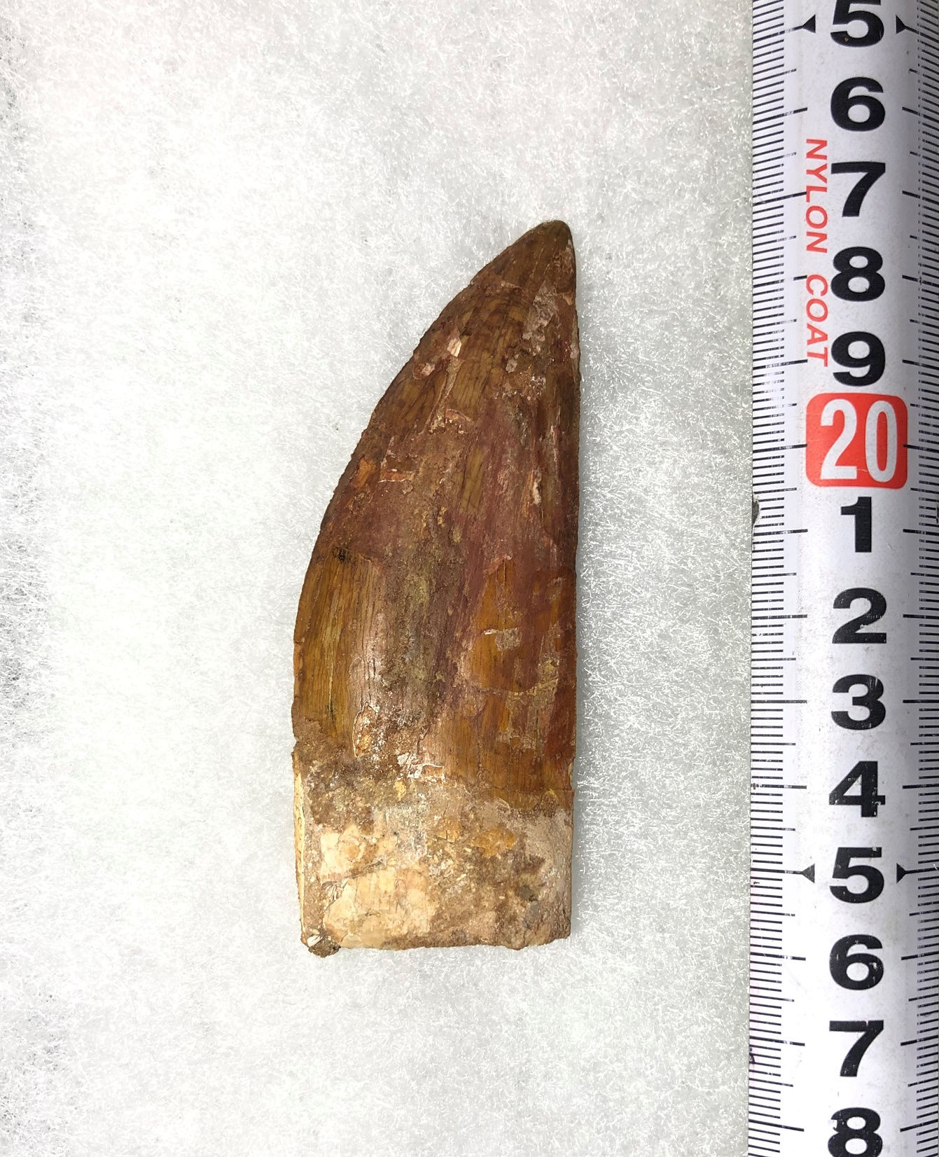 カルカロドントサウルス実物歯化石a-5