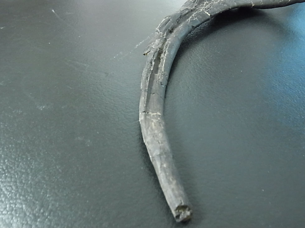 サムネイル： アロサウルス肋骨実物化石