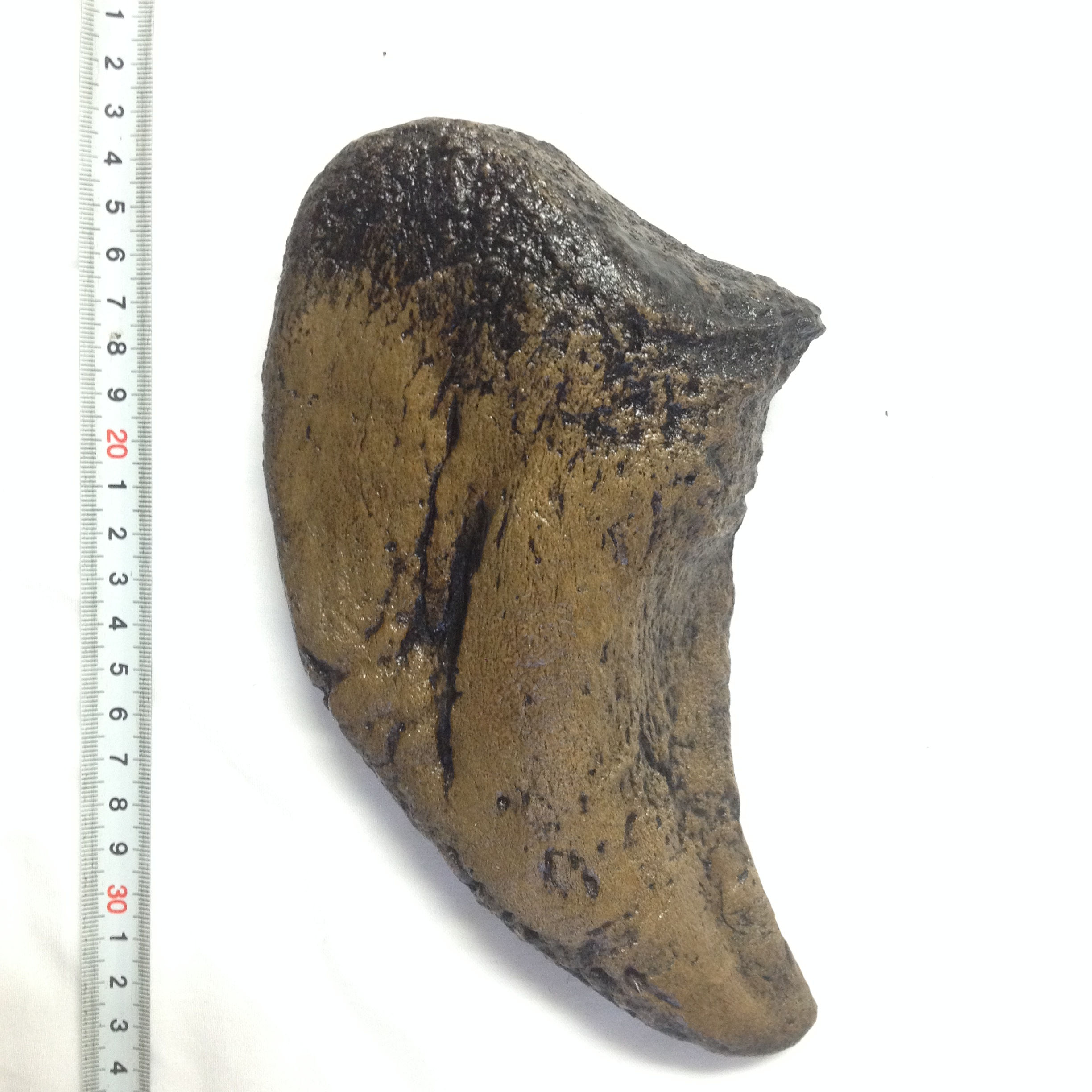 カマラサウルスの爪レプリカ