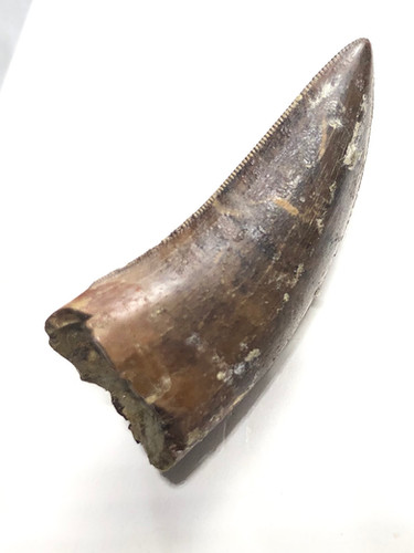 ナノティラヌス実物歯化石 a-6 | paleo-science