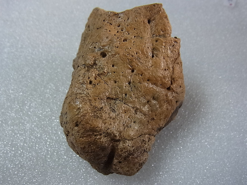 サムネイル： アンキロサウルス皮骨板実物化石