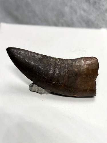 ナノティラヌス実物歯化石 a-6 | paleo-science