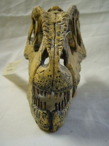 ギガノトサウルス頭骨レプリカ1/9サイズ | paleo-science