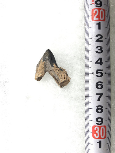 トリケラトプス 歯 化石 本物 10.85mm アメリカ産 プレゼント ギフト