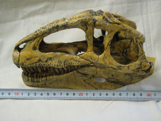 ギガノトサウルス頭骨レプリカ1/9サイズ | paleo-science