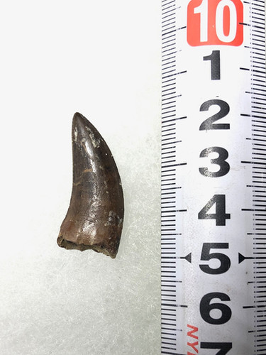 ナノティラヌス実物歯化石 ナノティラヌス実物歯化石 a-6 | paleo-science