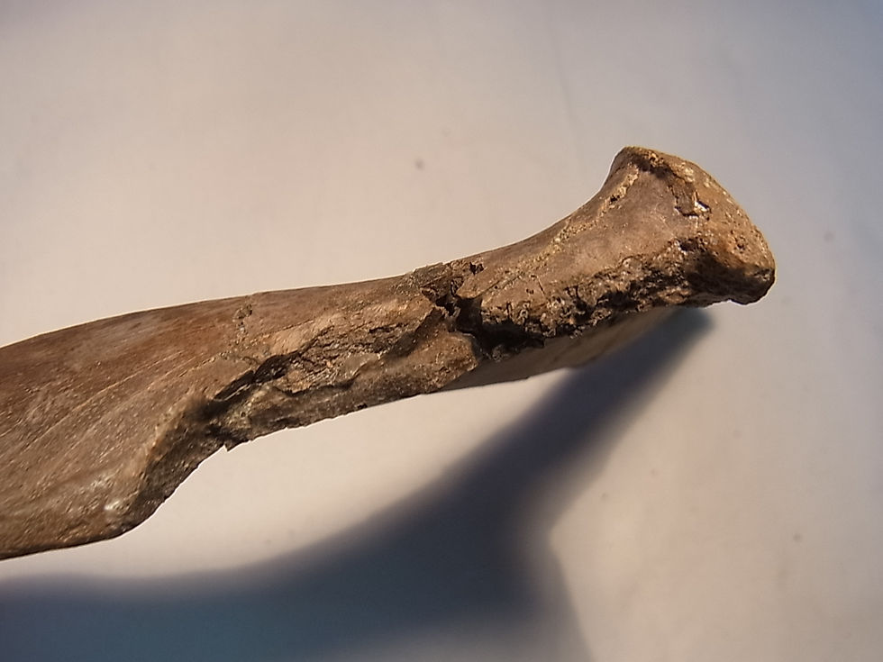 サムネイル： クリトサウルス肋骨実物化石③