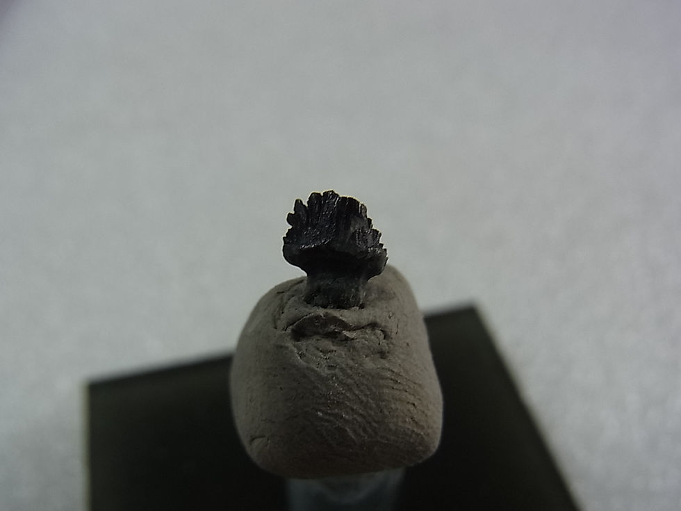 サムネイル： エウオプロケファルス実物歯化石②