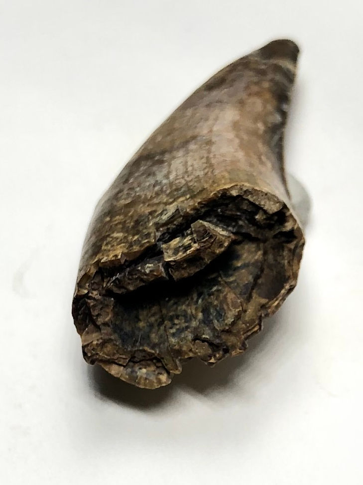 サムネイル： ナノティラヌス実物歯化石 a-3