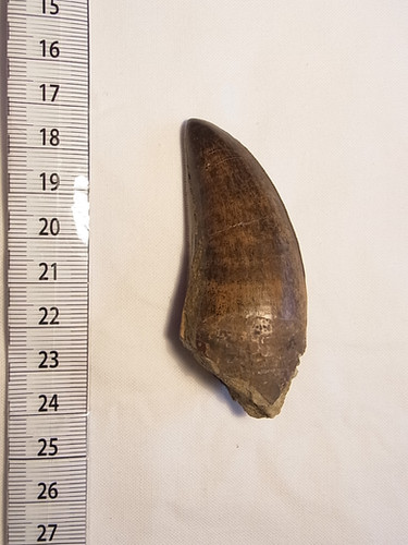 ティラノサウルス実物歯化石 | paleo-science