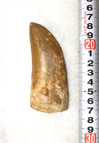 Carcharodontosaurus 実物歯化石 歳三様専用 カルカロドントサウルスの