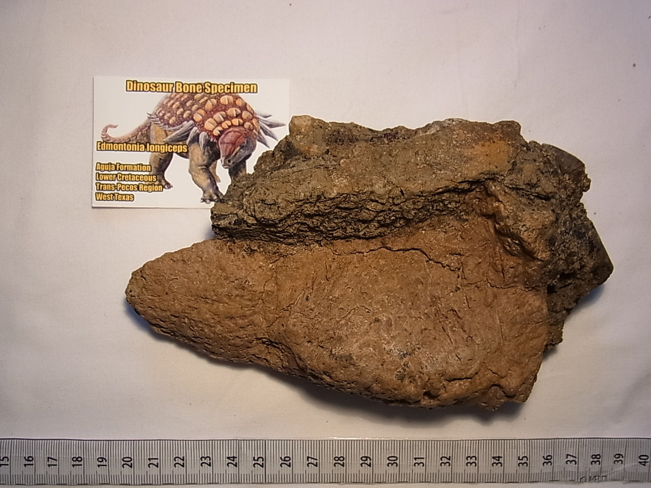 エドモントニア皮骨板実物化石①