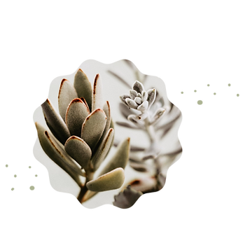 Copy of Plants.png