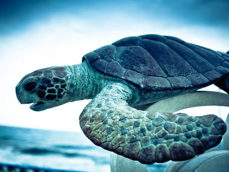 BlueTurtle Crack Registration Code [Updated]