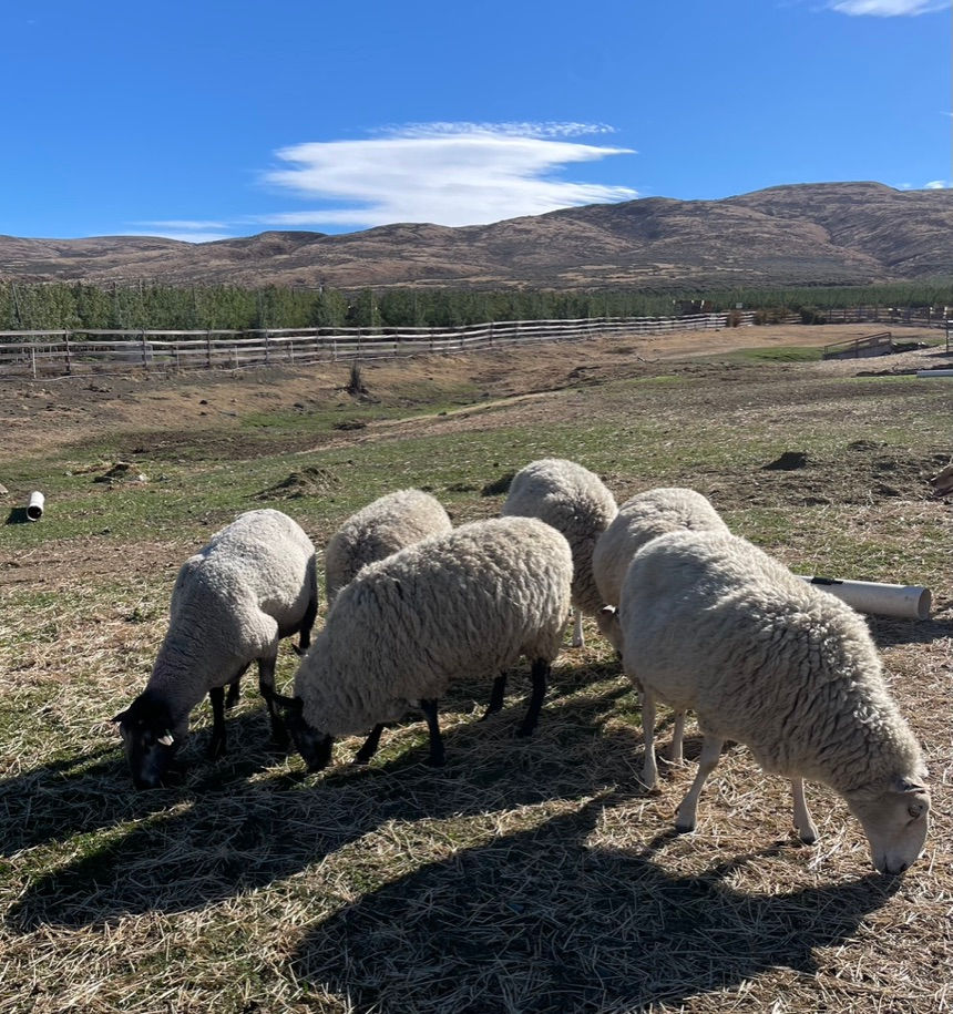 The Ewes
