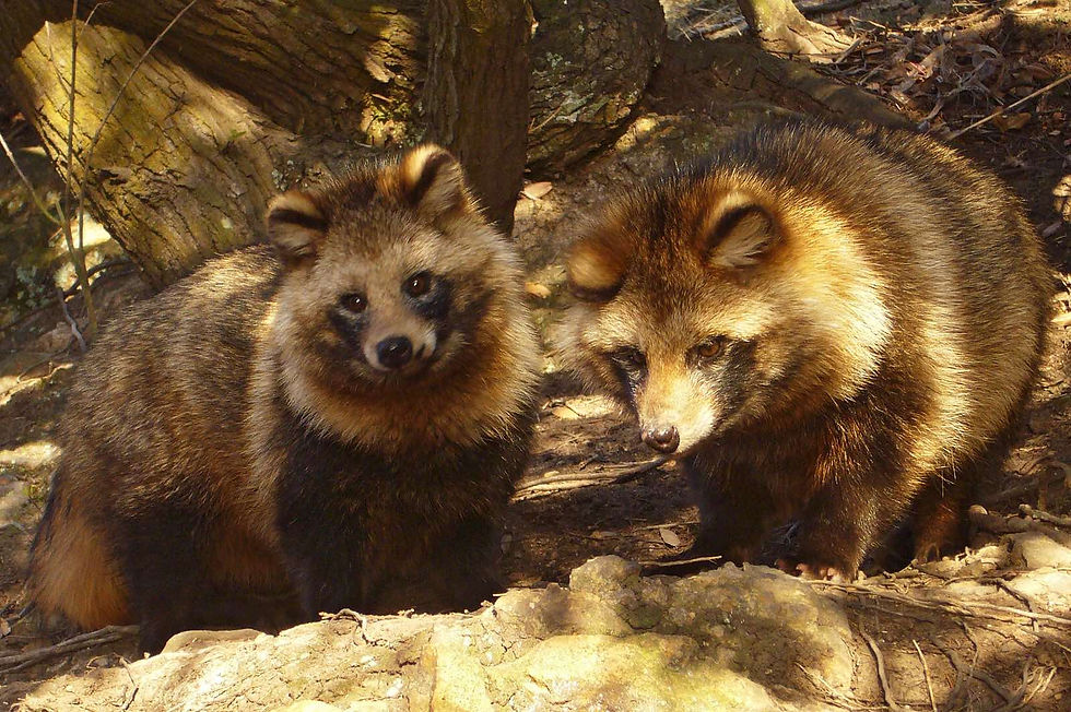 貉 raccoon dog