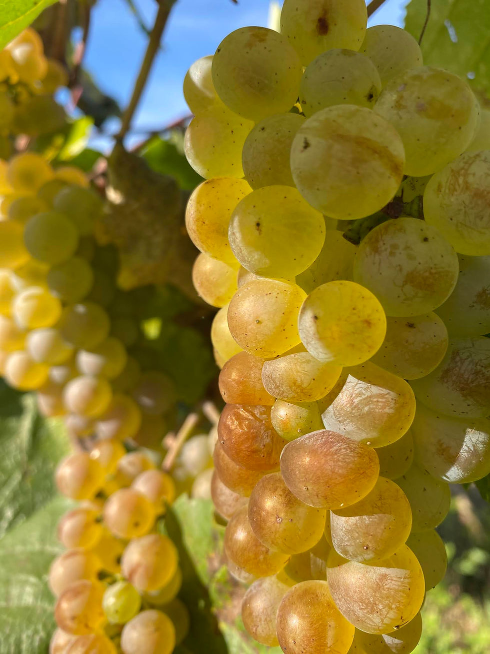 chardonney