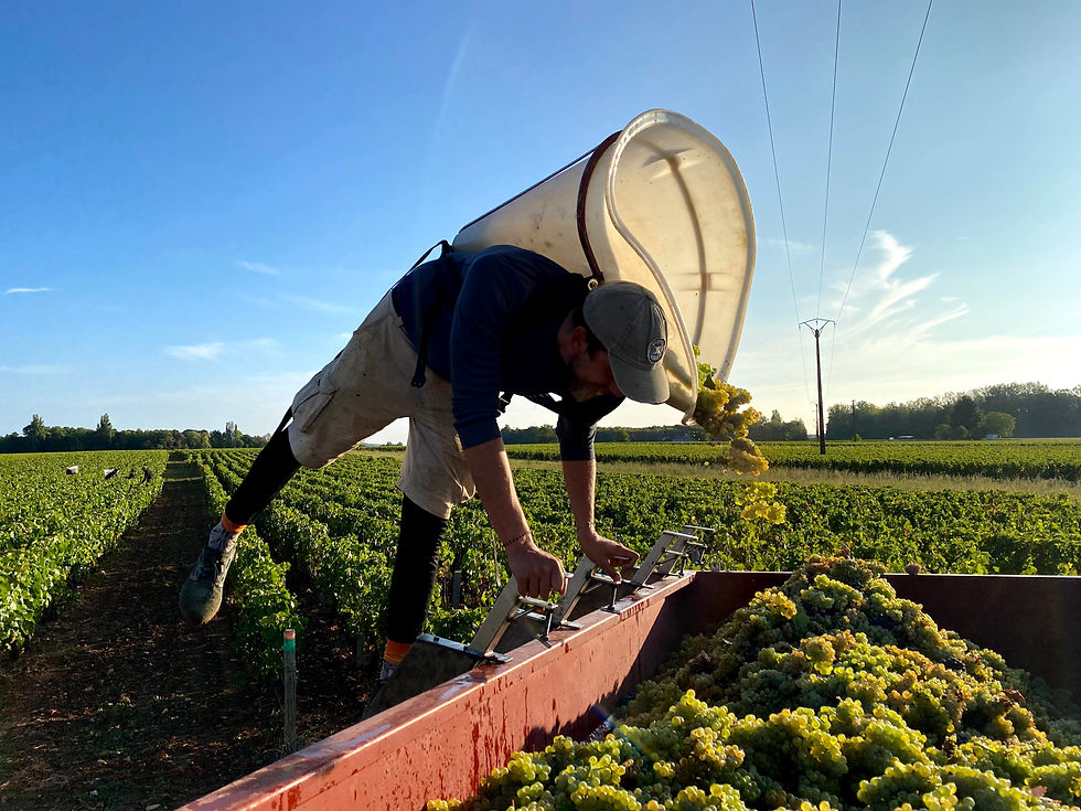 vendanges