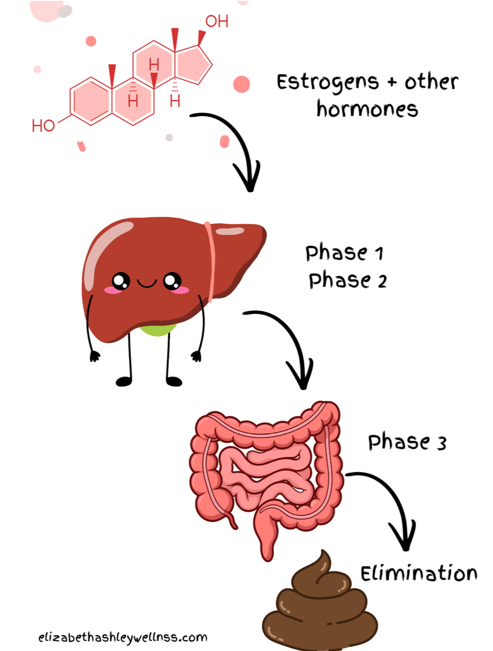 Your Gut Called—It Wants Credit for Your Hormones: Understanding the Gut-Hormone Connection