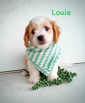 Louie.jpg