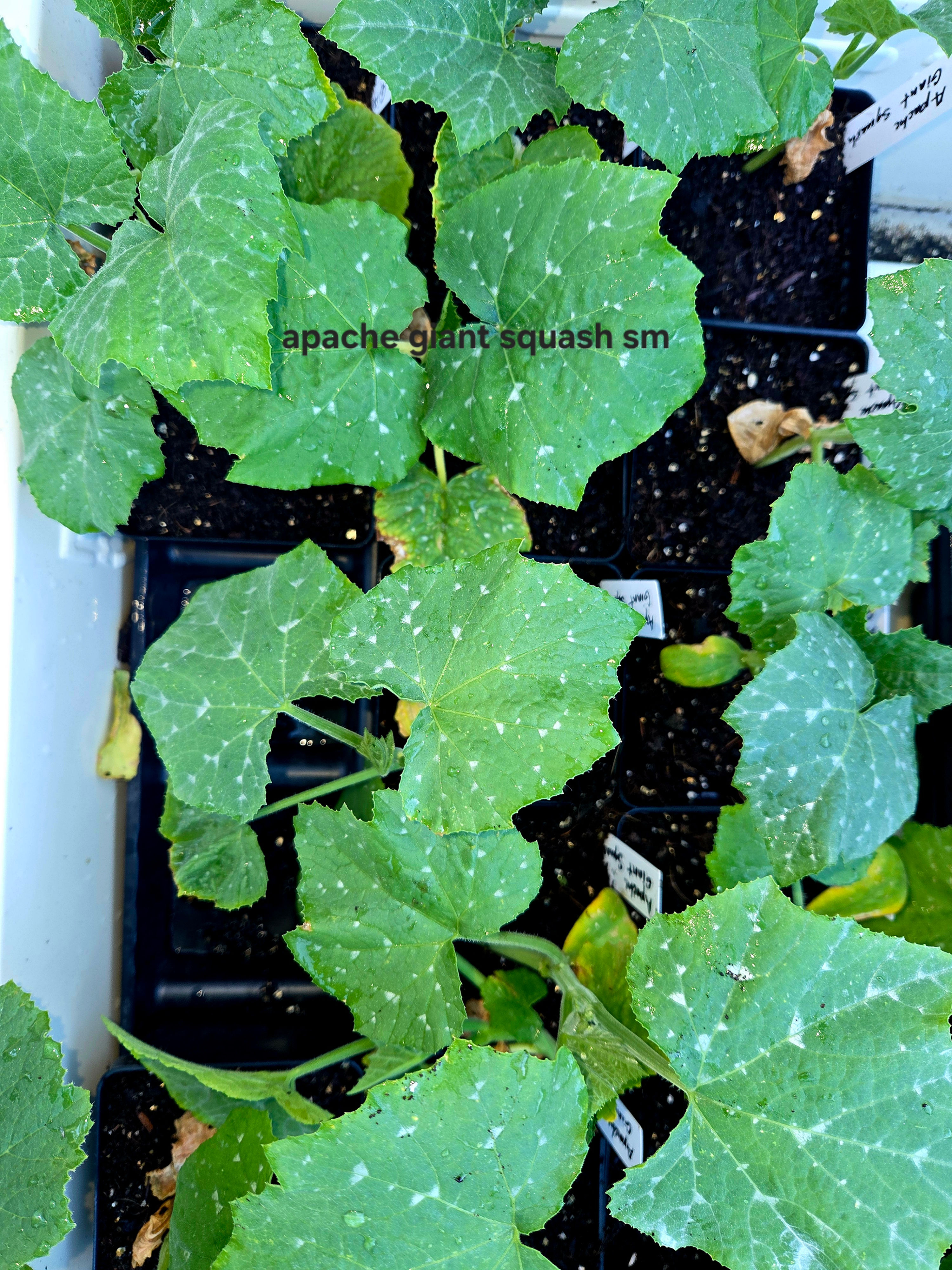 Small Apache Squash Plant