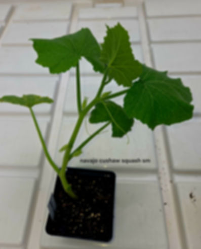 Small Navajo Cushaw Squash Plant 