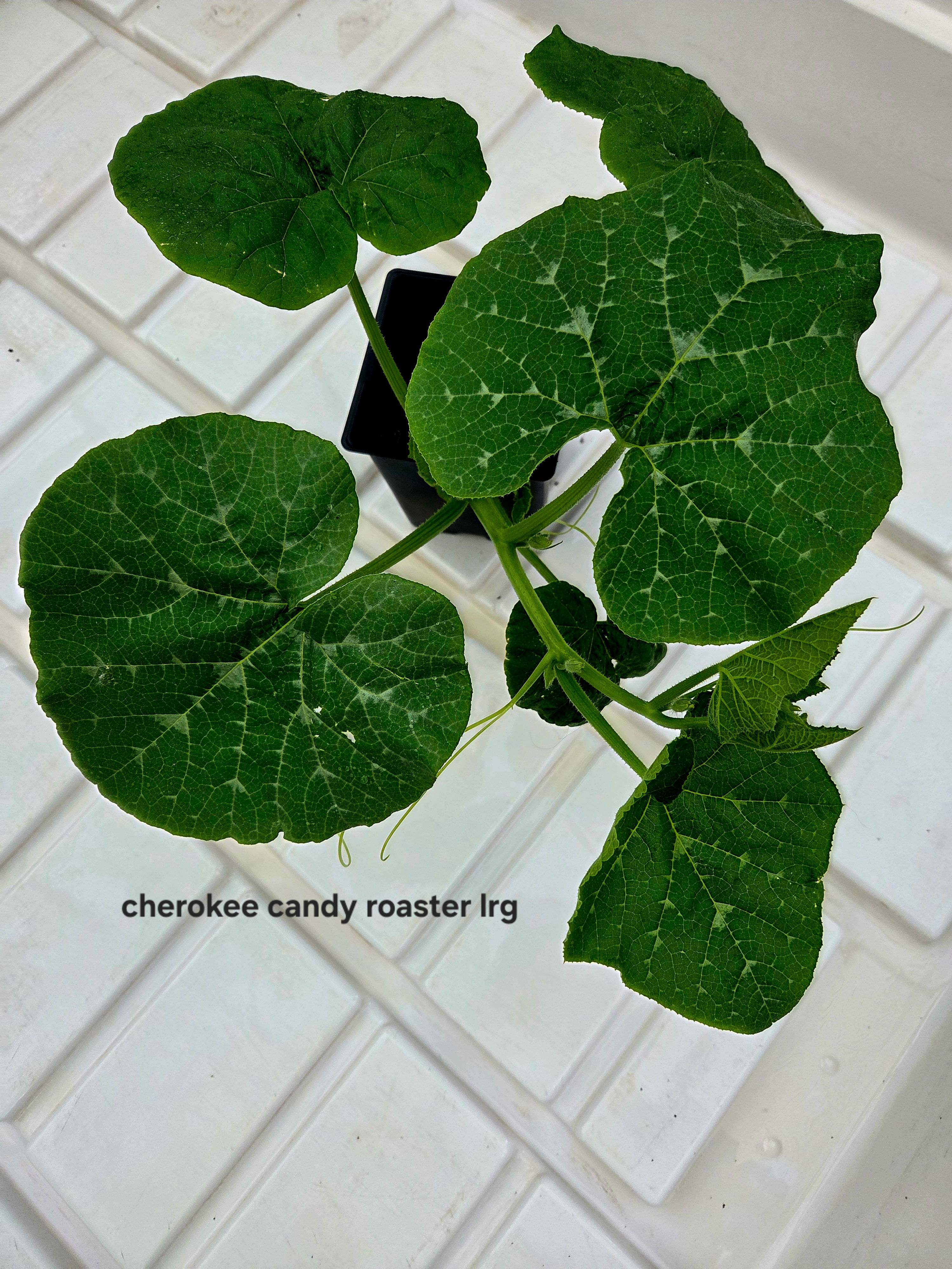 Large Cherokee Candy Roaster Squash Plant
