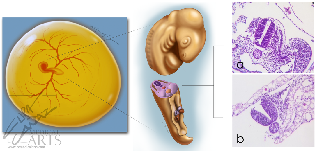 Chicken Embryo