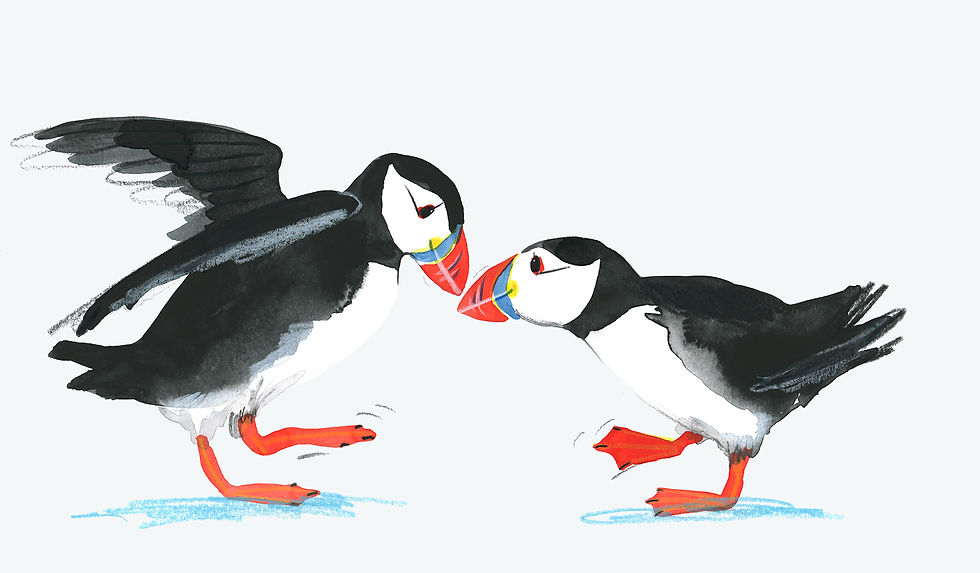 Puffin