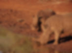 Rhino horn