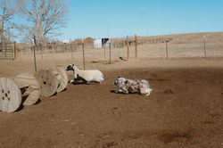 Red Merle “Phoebe” herding fun!