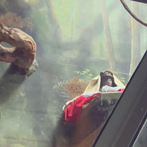 Day Trippin' in Chicago's Lincoln Park Zoo