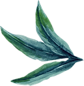 hoja